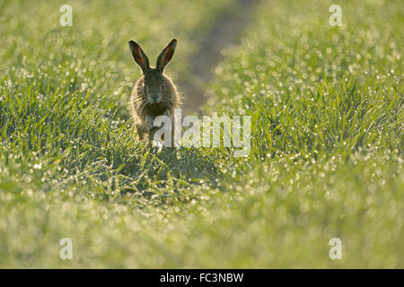 Brown Hare / European Hare / Feldhase ( Lepus europaeus ) jumps towards, sparkling pearls of dew, frontal view, perfect moment. Stock Photo