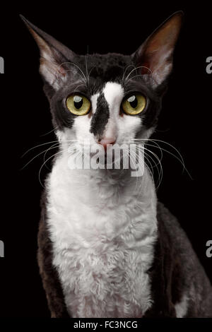 Portrait of Cornish Rex Looking in Camera Isolated on Black Stock Photo