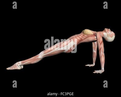 3D render of a muscular female figure with close up of back muscles Stock  Photo - Alamy