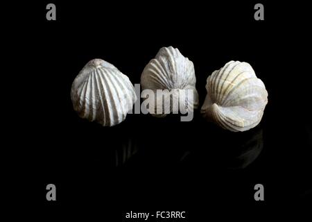 Fossil Brachiopods Stock Photo