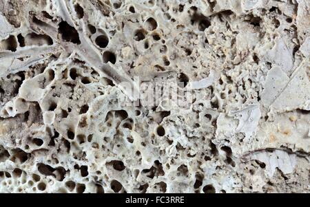 Fossil plant remains in travertine rock Stock Photo