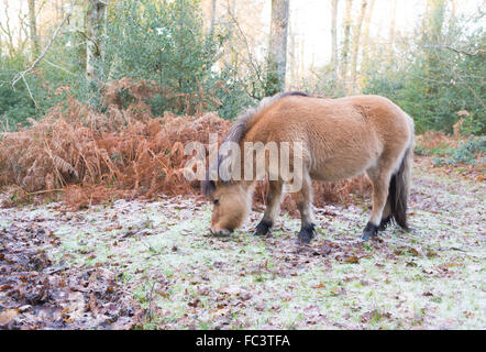 New Forest pony covered in frost on a winter morning, Hampshire, UK Stock Photo