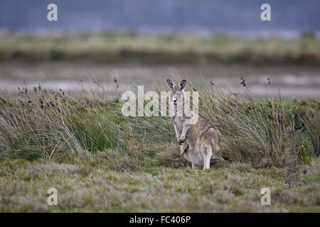 Forester Kangaroo, Macropus giganteus, female with Joey in Tasmania Stock Photo