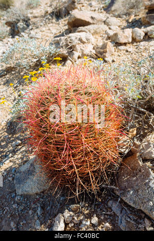 Cactus in Joshua Tree National Park, California Stock Photo