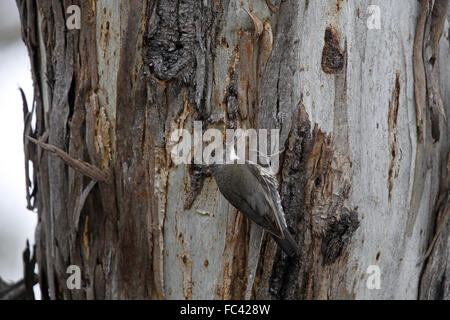 White-throated Treecreeper, Cormobates leucophaea, working a tree trunk Stock Photo