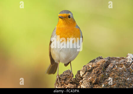 European Robin, (Erithacus rubecula), Andujar, Jaen province, Andalusia, Spain Stock Photo