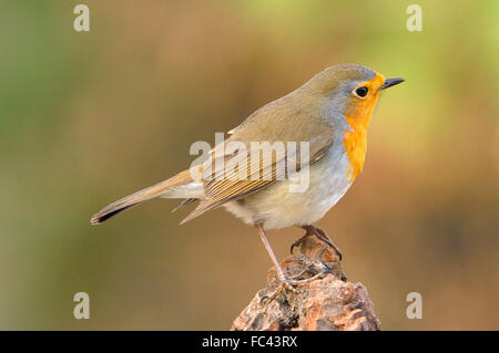 European Robin, (Erithacus rubecula), Andujar, Jaen province, Andalusia, Spain Stock Photo