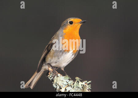 European Robin, (Erithacus rubecula), Andujar, Jaen province, Andalusia, Spain Stock Photo