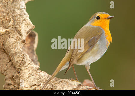 European Robin, (Erithacus rubecula), Andujar, Jaen province, Andalusia, Spain Stock Photo