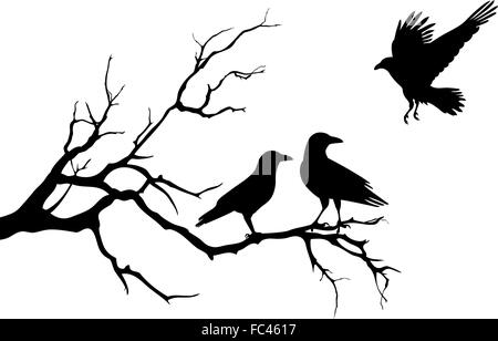 ravens on tree branch, vector illustration Stock Vector