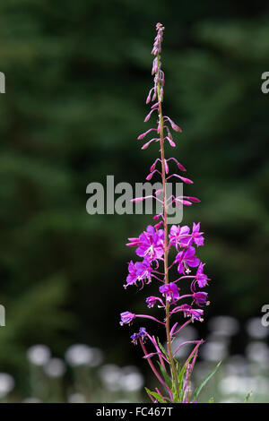 Purple wildflower in the Okanogan National Forest at Washington Pass in the northern Cascade Mountains, Washington, USA. Stock Photo