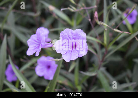 Ruellia tuberosa purple flower Stock Photo