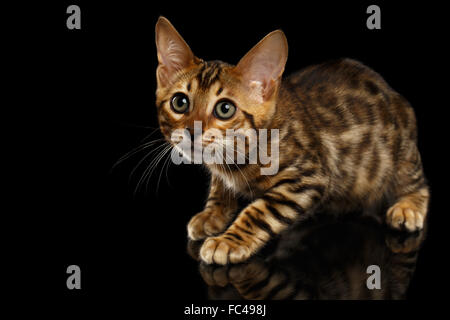 Crouching Bengal Kitty on Black Stock Photo