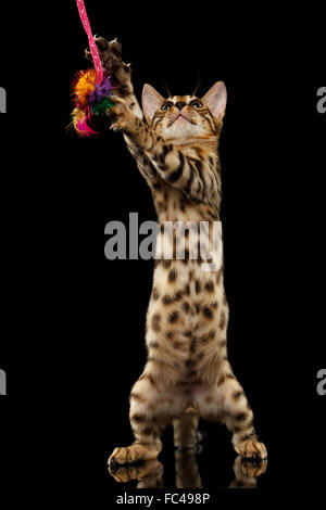 Bengal Kitty Stands and Playing with toy on Black Stock Photo