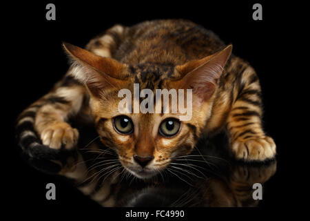Crouching Bengal Kitty on Black Stock Photo