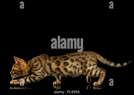Crouching Bengal Kitty on Black Stock Photo