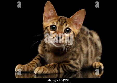 Lying Bengal Kitty and Looking in Camera on Black Stock Photo