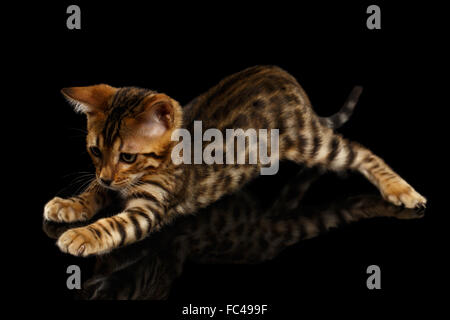 Crouching Bengal Kitty on Black Stock Photo