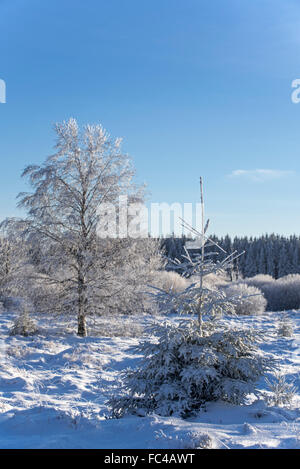 Norway spruce (Picea abies) and downy birch (Betula pubescens) trees covered in the snow in winter, High Fens, Belgian Ardennes Stock Photo