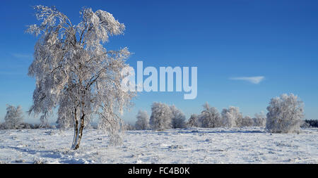 Downy birch / moor birch (Betula pubescens) trees covered in white frost in moorland in winter Stock Photo