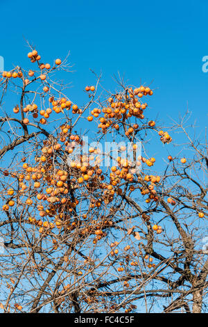 Persimmon fruits on the tree Stock Photo