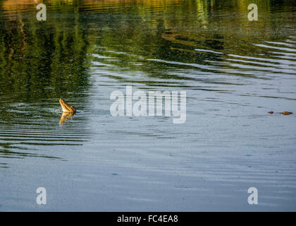 A Wild Srilankan Crocodile catches fish in Udawalawe national park, sri lanka. Stock Photo