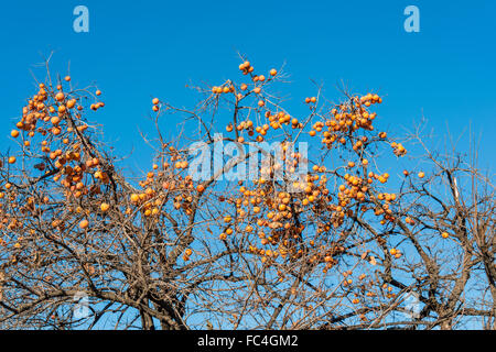 Persimmon fruits on the tree Stock Photo