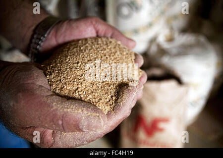 Hands with soybean meal used as animal feed Stock Photo