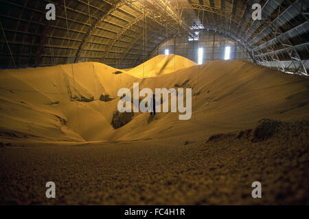 Soybeans stored in silo cooperative city Stock Photo