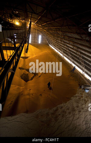 Soybeans stored in silo cooperative city Stock Photo