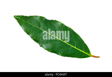 Whole fresh picked Bay leaf, from the Laurus Nobilis or Bay Laurel tree, for use as a culinary ingredient. Stock Photo