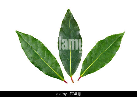 Three whole fresh picked Bay leaves, from the Laurus Nobilis or Bay Laurel tree, for use as a culinary ingredient. Stock Photo