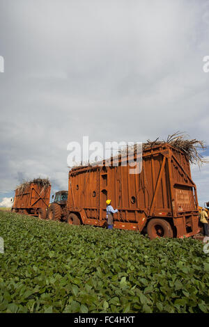 Transport sugarcane after mechanical harvesting side of soy planting in the countryside Stock Photo