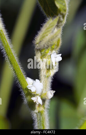Blossoming of budding soybean Stock Photo