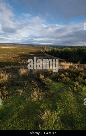 View across Hankley Common, Surrey, UK. Stock Photo