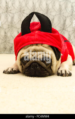 A Pug dog wearing a devil halloween costume Stock Photo