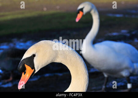 Detail study of white (Mute) swan swaddling on the River Thames bankside  . West London at Reading in Berkshire Stock Photo