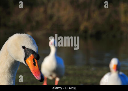 Detail study of white (Mute) swan waddling on the River Thames bankside  at Reading, Berkshire, England, UK Stock Photo