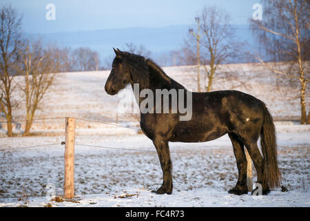 Friesian horse in winter Stock Photo