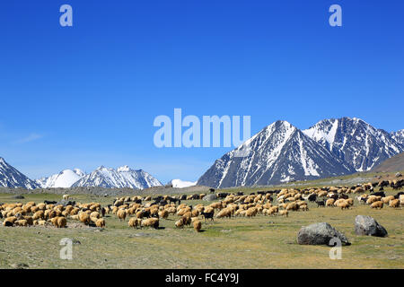 flock of sheep on mountain pasture Stock Photo