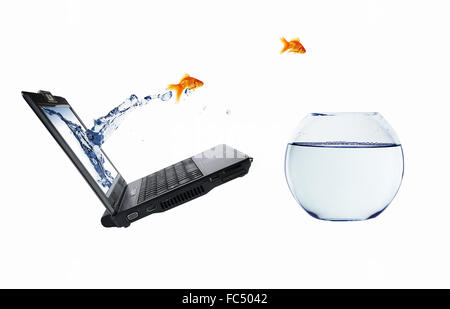 picture of gold fish and laptop computer Stock Photo