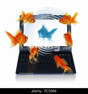 picture of gold fish and laptop computer Stock Photo