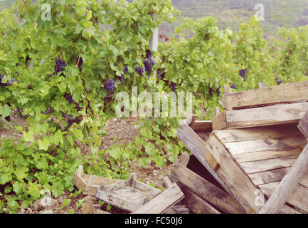 Empty boxes for grapes Stock Photo - Alamy