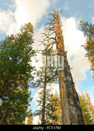 Tall trees near Yosemite National Park in summer with a large dead tree. Stock Photo