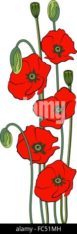 Composition of red poppy flowers isolated on a white background. Stock Vector
