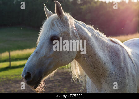 Arabian Horse in sunlight Stock Photo
