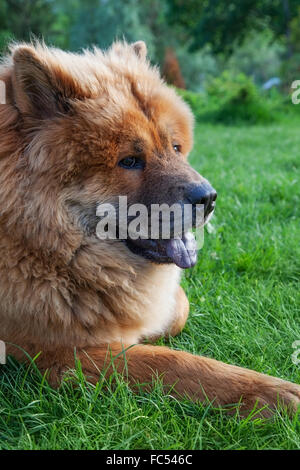 beautiful red dog chow lying on the grass Stock Photo