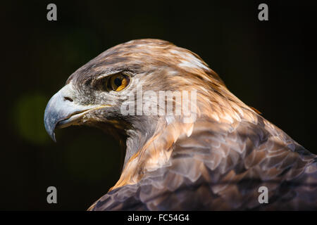 Golden eagle (aquila chrysaetos). Beautiful bird of prey's head. Sharp, intense raptor's look in this golden eagle's eye. Stock Photo