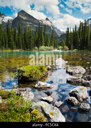 Low-angle view of beautiful, remote Lake O'Hara and Yukness Mountain in the background, in Yoho National Park. Stock Photo