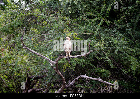 Kumana National Park, formerly Yala East, Kumana, Eastern Province, Sri Lanka, Asia - Crested hawk eagle spizaetus cirrhatus Stock Photo